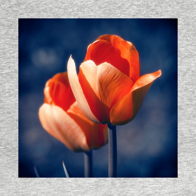 Tulips Flowers by cinema4design